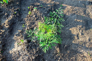 A vibrant dill plant stands tall in rich soil, showcasing its feathery leaves and promising growth...