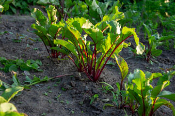 Healthy red beet plants with vibrant green leaves grow in rich soil, enjoying warm sunlight on a bright day in early summer