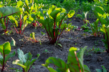 Red beet plants thrive in fertile soil, soaking up early morning sun in a vibrant garden landscape full of green foliage