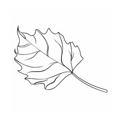 Black Line Art Single Aspen Leaf Illustration leaf line art