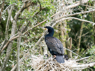 Grand Cormoran (Phalacrocorax carbo) avec ses petits au nid dans une colonie arboricole – Parc du Marquenterre