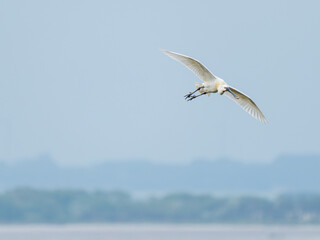 Spatule blanche (Platalea leucorodia) en vol, transportant une brindille pour le nid – Parc du Marquenterre