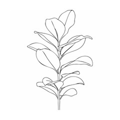 Black Line Art Ficus Plant Single Stem Oval Leaves Botanical Drawing