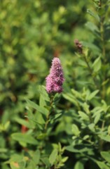 Rose spirea plant (Spiraea douglasii)