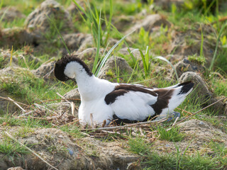 Avocette élégante (Recurvirostra avosetta) en incubation sur son nid dans un habitat de gravière...