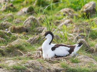 Avocette élégante (Recurvirostra avosetta) en incubation sur son nid dans un habitat de gravière...