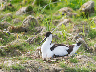 Avocette élégante (Recurvirostra avosetta) en incubation sur son nid dans un habitat de gravière humide – Parc du Marquenterre