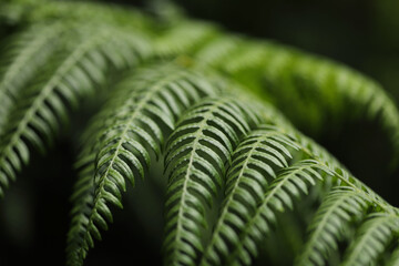 Fern leaves in the forest