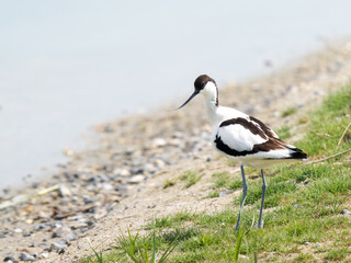 Avocette élégante (Recurvirostra avosetta) en bord de berge, observant son environnement – Parc...