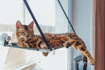 Cute little bengal kitty cat laying on the cat's window bed watching on the room. Sunny seat for cat on the window.