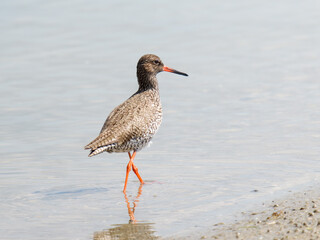 Chevalier gambette (Tringa totanus) en recherche de nourriture au bord de l’eau – Parc du...