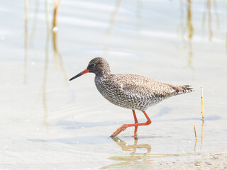 Chevalier gambette (Tringa totanus) en recherche de nourriture au bord de l’eau – Parc du...
