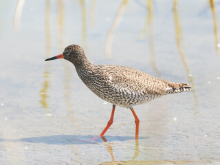 Chevalier gambette (Tringa totanus) en recherche de nourriture au bord de l’eau – Parc du...