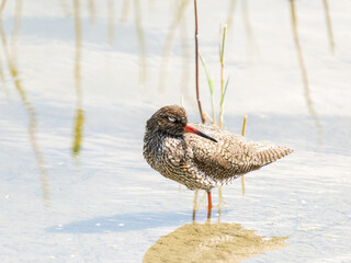 Chevalier gambette (Tringa totanus) en recherche de nourriture au bord de l’eau – Parc du...