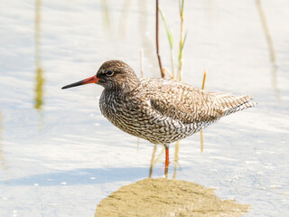 Chevalier gambette (Tringa totanus) en recherche de nourriture au bord de l’eau – Parc du...
