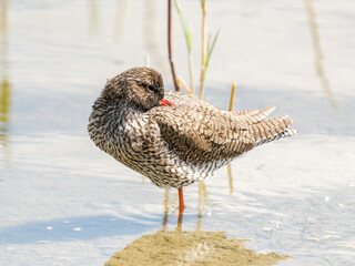 Chevalier gambette (Tringa totanus) en recherche de nourriture au bord de l’eau – Parc du...