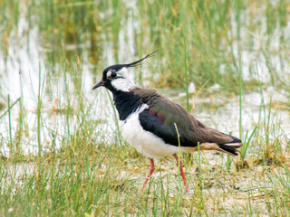 Vanneau huppé (Vanellus vanellus) en quête de nourriture dans une zone humide – Parc du Marquenterre