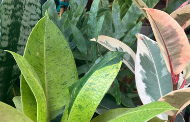 A variety of healthy houseplants