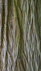 Beautiful close-up of the bark of taxodium distichum