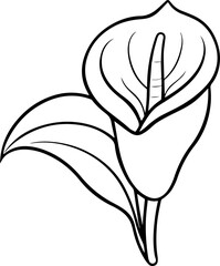 Calla lily outline vector illustration, line art
