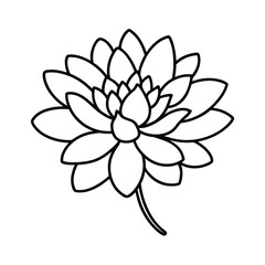 Fototapeta premium Chrysanthemum flower black line drawing vector illustration