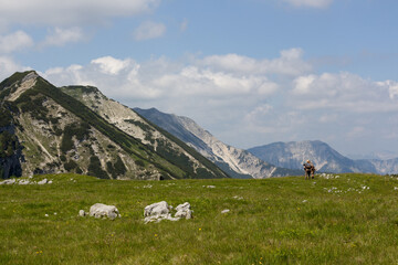 Fototapeta premium Hiking in zireinersee lake area in tyrol, austria with majestic mountain views and lush greenery