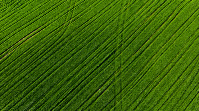 Green fields in Lithuania