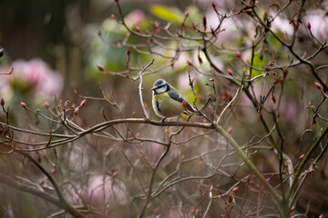 Eurasian Blue Tit (Cyanistes caeruleus) in Phoenix?Park, Dublin – common in Europe’s woodlands