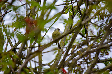 Eurasian Blue Tit (Cyanistes caeruleus) in Phoenix?Park, Dublin – common in Europe’s woodlands