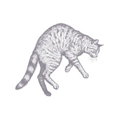 Handdrawn illustration of a leaping tabby cat vintage style grey monochrome sketch feline animal drawing pet artwork