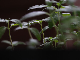 hemp farm cannabis plant close up