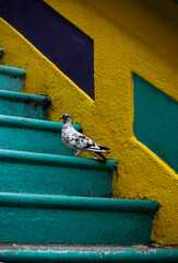 Black And White Pigeon On A Blue And Yellow Staircase