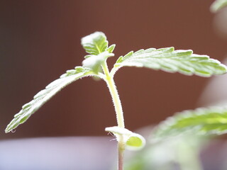 hemp farm cannabis plant close up