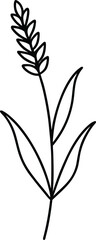 Lavender flower black line drawing vector illustration