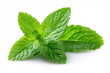 Fresh Mint Leaf Isolated on White Background