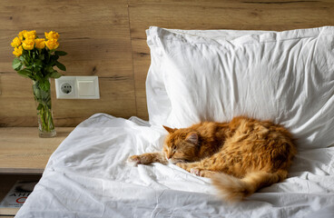 Obraz na płótnie Canvas cat in bed