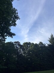 Obraz premium Sunny Woodland Landscape with Clear Blue Sky and Lush Green Trees