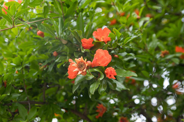 Branches of the pomegranate tree (Punica granatum) with bright red flowers