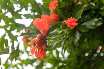 Branches of the pomegranate tree (Punica granatum) with bright red flowers