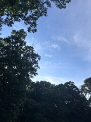 Obraz premium Sunny Woodland Landscape with Clear Blue Sky and Lush Green Trees