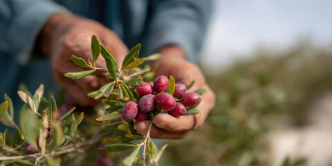 Hands harvesting ripe olives from tree branch