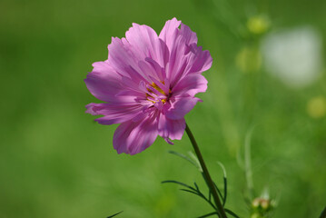 Cosmos rose en été au jardin