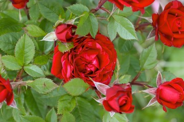 Close-Up of Blooming Red Roses with Dew Drops in Lush Summer Garden on Sunny Day