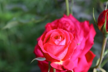 Beautiful Red Roses in Lush Summer Garden