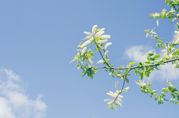 white flowers and green leaves on blue sky background