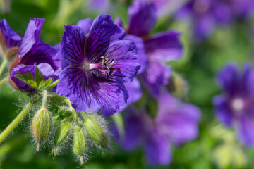 Close up of purple geraniums (geranium x magnificum) in bloom