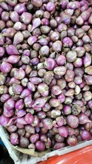 onions in bucket 