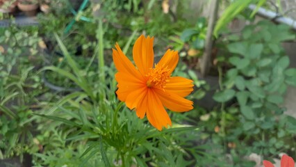 Beautiful orange Cosmos sulphureus flower blooming in the garden. Also known as Kenikir sulfur,...