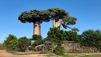 Baobab Tree Rising from Village Homes in Madagascar