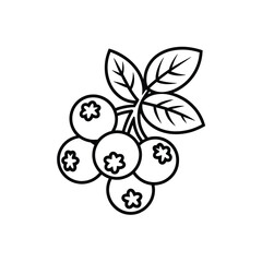 Line art illustration of blueberries on branch
